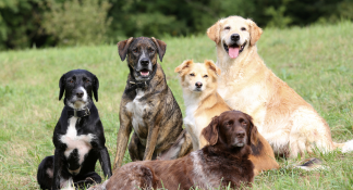Image of Dogs in a box